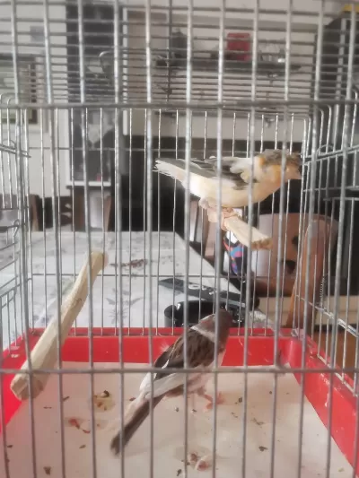 Takım Harleguin Renk Kanaryalar