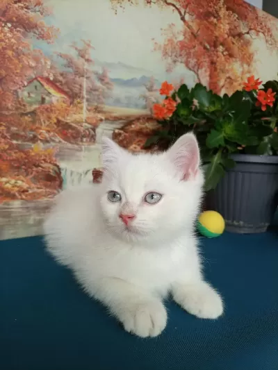 Erkek Yavru British Shorthair