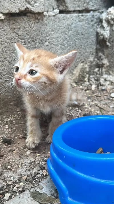 Bir Buçuk Aylik Kediye Acil Yuva