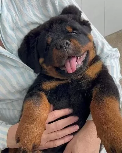 Rottweiler Yavrularımız Üst Kalite Şecereli Yavrular