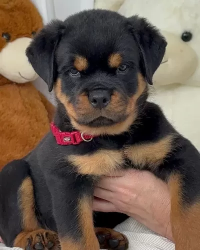 A Kalite Şecereli Rottweiler Yavrularımız