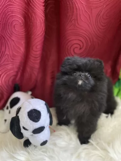 Teacup Garantili Black Tan Pomeranian