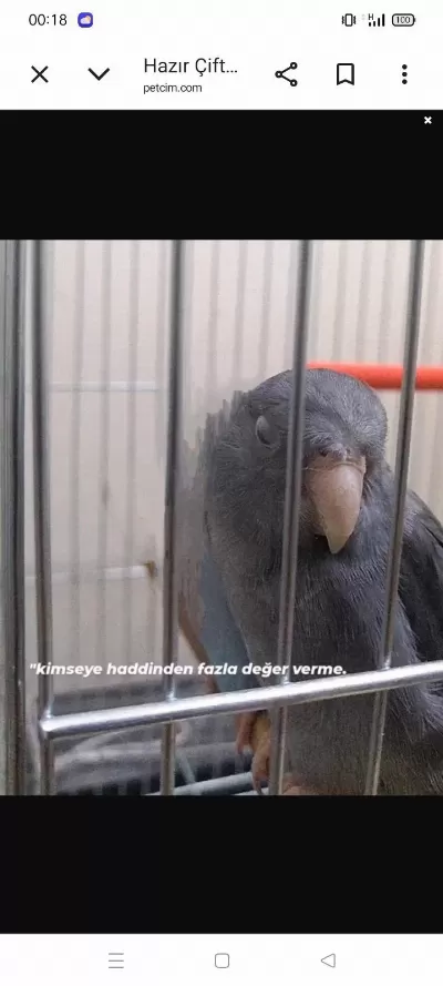 Sağlıklı Forpus Papağanları