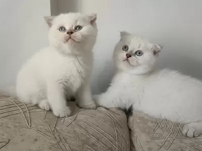 Sağlıklı Scottish Fold Yavru