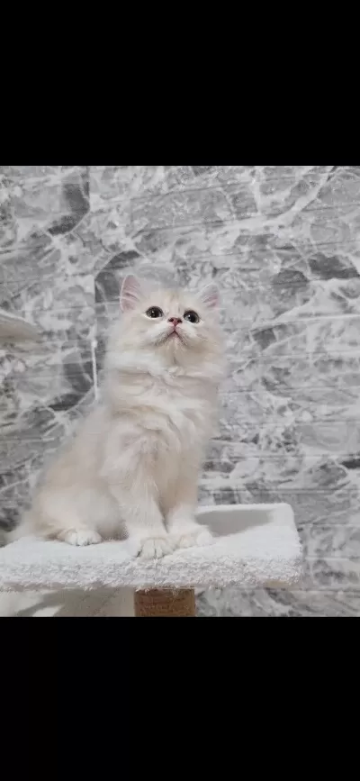Orijinal Safkan British Longhair Erkek Yavru