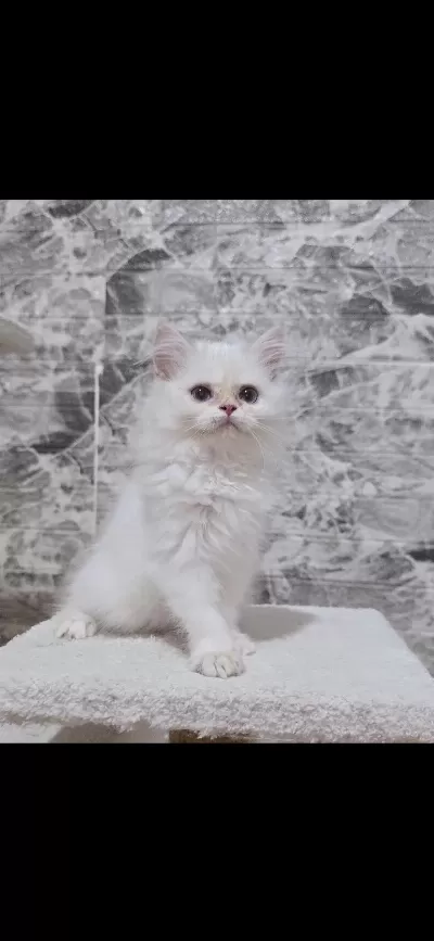 Orijinal Safkan British Longhair Dişi Yavru