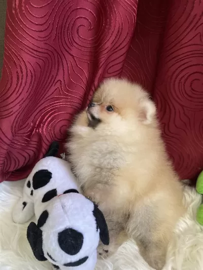 Yakışıklı Bir Erkek Pomeranian