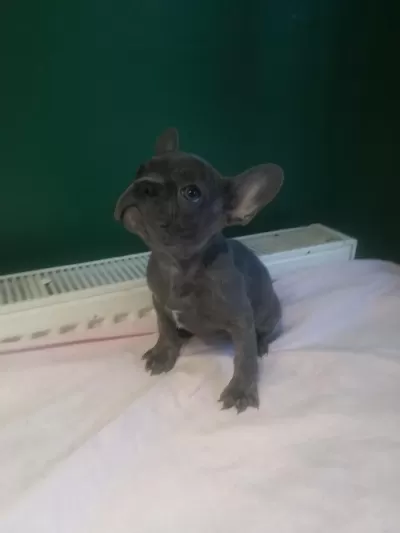 A Kalite Blue French Bulldog Yavrularımız
