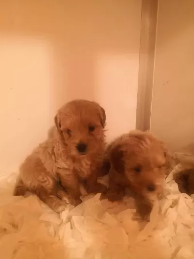 A Kalite Maltipoo Yavrularımız