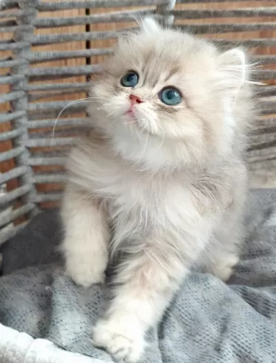 British Longhair Safkan
