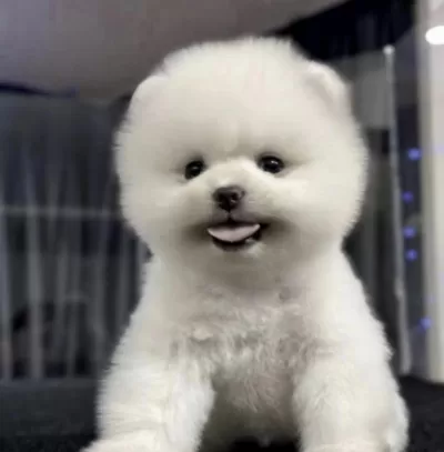 Pomeranian Boo Yavrumuz