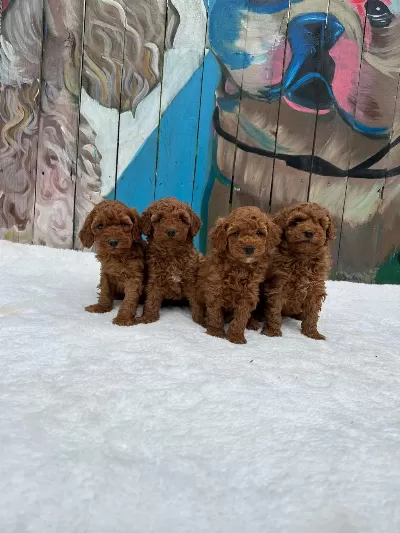 Ziyarete Açik Erkek Dişi Poodle Bebekler