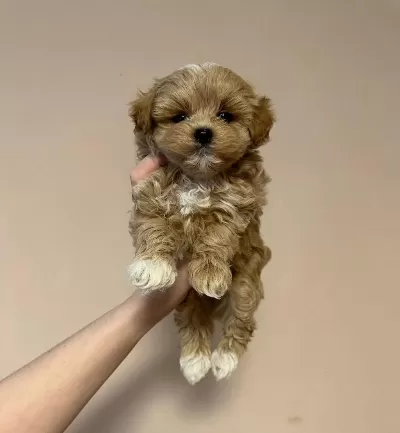 Toy Poodle Kalitesinde Maltipoo Yavrulari