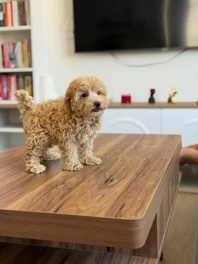 Teacup Kore Maltipoo Safkan Wc Eğitimli