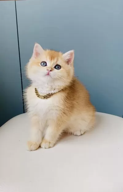 Scr Li Anne Babadan Golden Ny12 British Shorthair