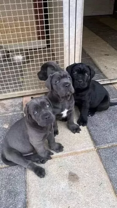 Orjinal Cane Corse Yavrularımız