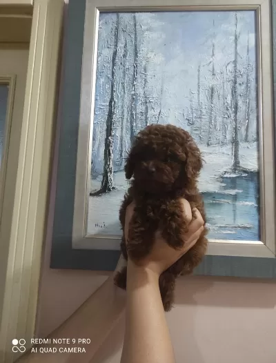 Kore Poodle Bebekler