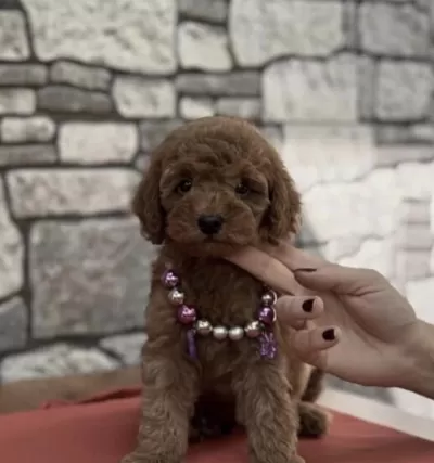Harika Toy Poodle Yavru