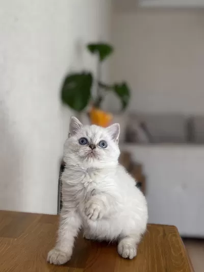 British Shorthair Silver Yavrularim