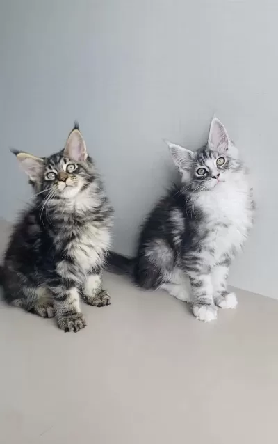Özel Sevenlere Özel Xxl Maine Coon Bebekleirm