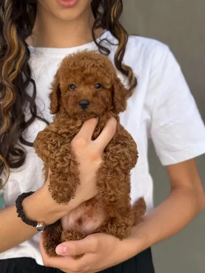 Toy Poodle Bebekleri