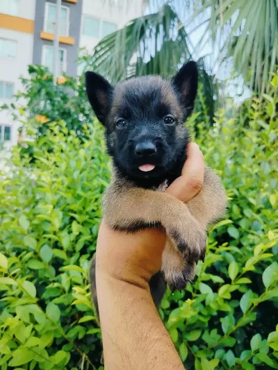 A Kalite Belçika Kurdu Yavruları
