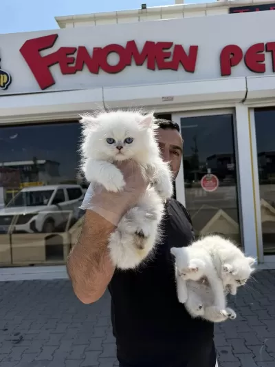 Kedi Dünyasindan Renk Renk British Yavrular Ankara