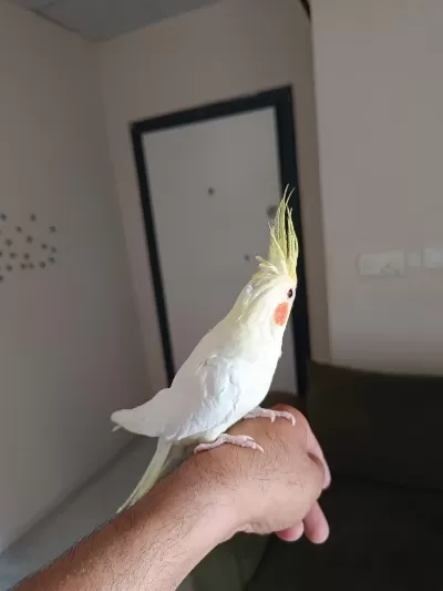 Lutino Kırmızı Göz Sultan Papağanı