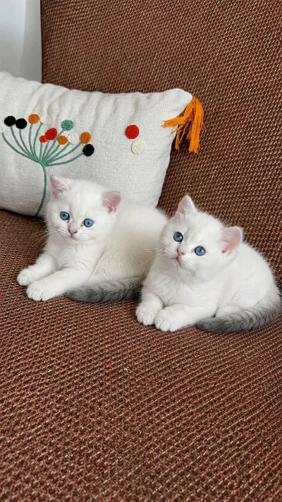 En Güzel Beyaz Mavi Gözlü British Shorthair Yavrular