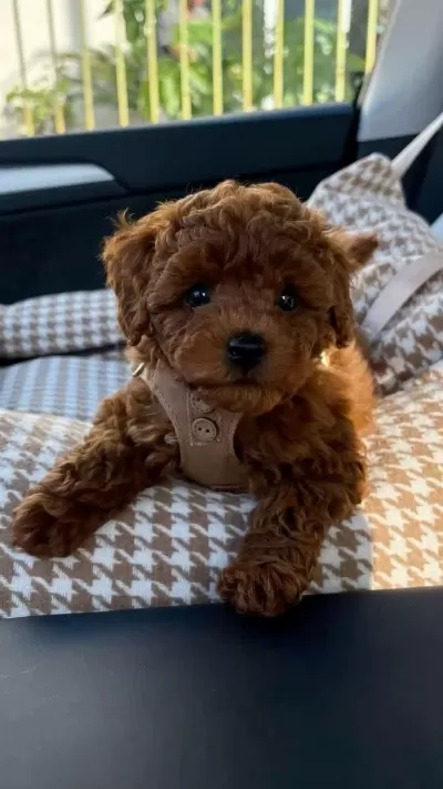 Kore Kan Poodle Yavrularımız Sizlerle