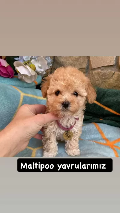 Maltipoo Puppy İrk Sağlık Garantili