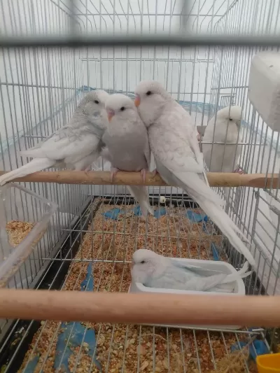 Ele Alıştırmalık Muhabbet Kuşu Yavrular