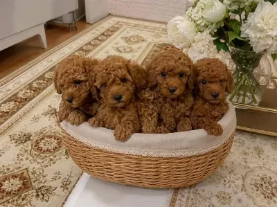 Poodle Minik Kurabiyeler