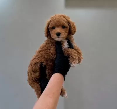 Pofuduk Orjinal Toy Poodle