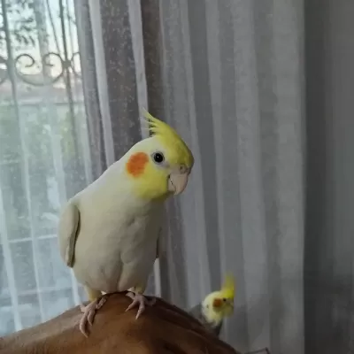8 Günlük Bebek Sultan Papağanlar