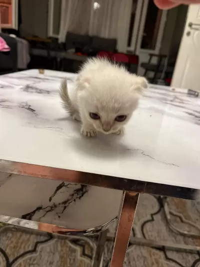 Scottish Fold 50 Günlük