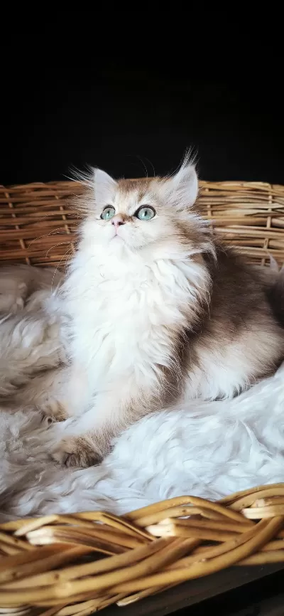 3 Buçuk Aylık Dişi British Longhair