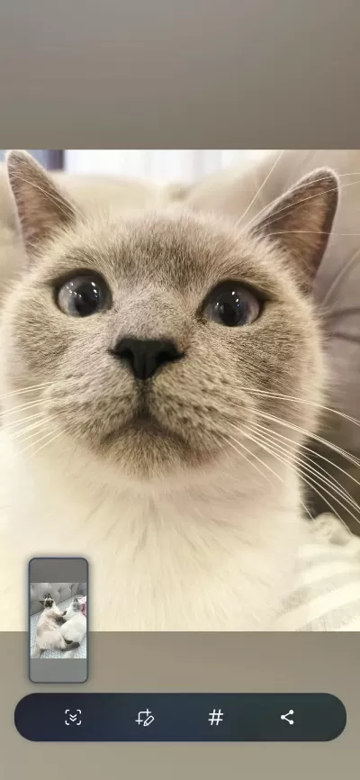 British Blue Point Dişi Kedimiz