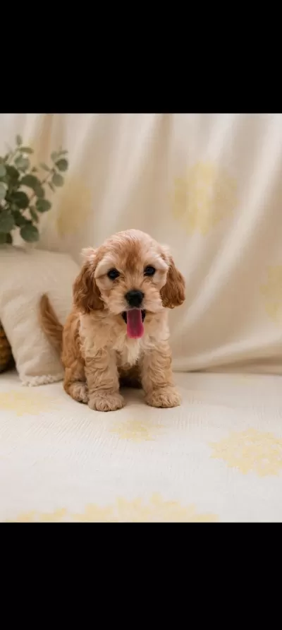 Maltipoo Yavru Orijinal Ev Üretimi