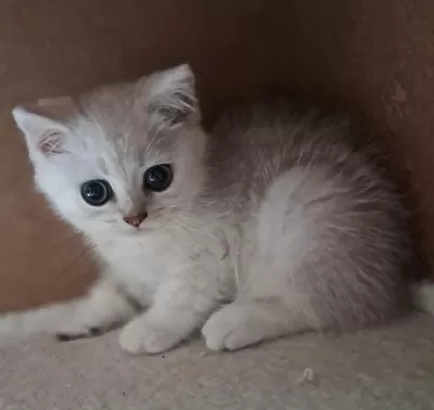 British Shorthair Silver Erkek Kedimiz