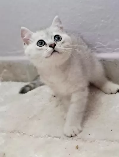 British Shorthair Silver Erkek