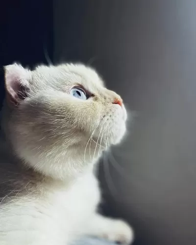 Ücretsiz Sahiplendirme Scottish Fold Kedimiz