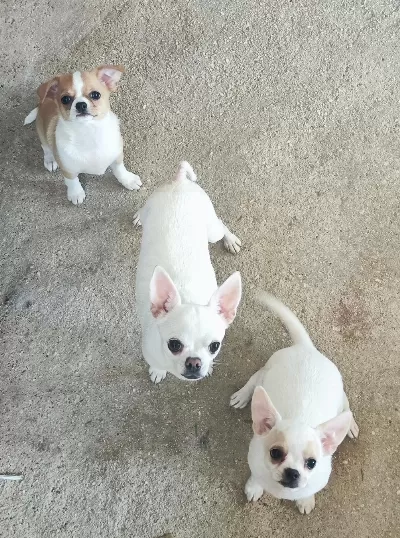 4 Aylık Chihuahua Erkek İsmi Casper