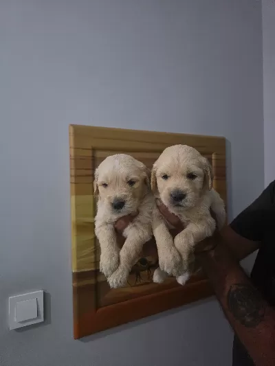 Tuvalet eğitimli golden minnaklarım