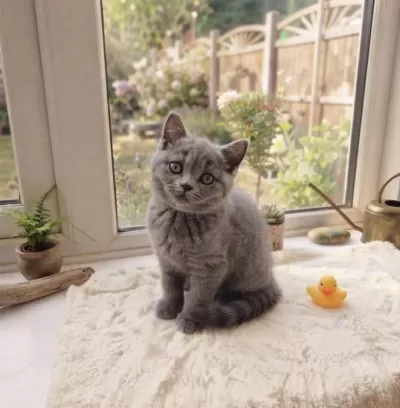 2 Aylık Erkek British Shorthair