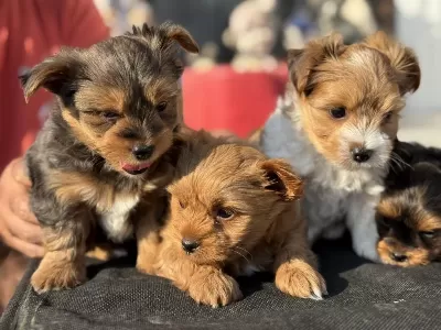 Show Kalite Tea Cup Morkie Ziyarete Açık