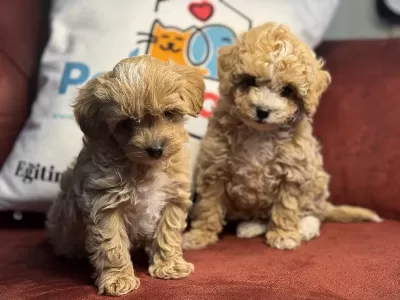 Wc Eğitimli Aşılı Pasaportlu Kore Maltipoo