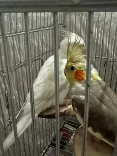 Sağlam Tecrübeli Bakıcı Çift Sultan Papağanı