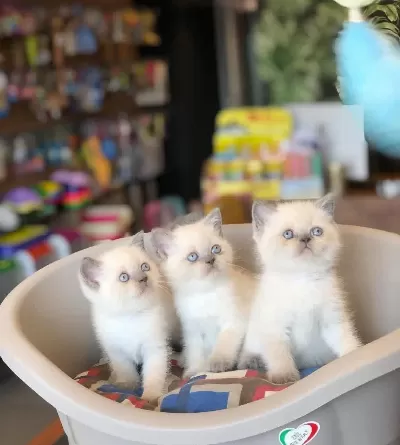 British Shorthair Bluepoint Oşnt Yavrularim