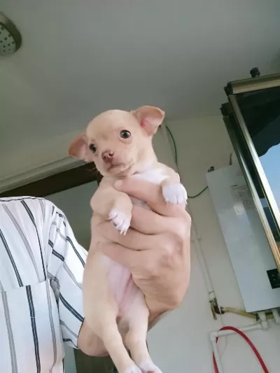 Dişi 43 Günlük Chihuahua